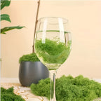 Realistic Artificial Moss for Terrariums Miniatures and Landscapes - Fake Moss for Potted Plants Dollhouse Diorama Model Railroad Aquarium and Miniature Ecosystems, Low Maintenance, 4 Sizes 0.35oz to 3.52oz